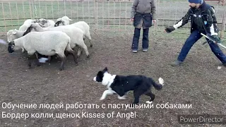 Обучение людей управлять пастушьей собакой бордер колли  Kisses of Angel