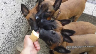 Owczrek Belgijski Malinois - Szczeniaki