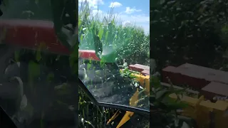 chopping corn