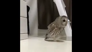 Cute Owl Sneaking into the House | Funny Animals | tiktok 😅 #shorts