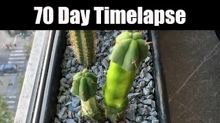 Deskinned Trichocereus Bridgesii 70 Day Timelapse