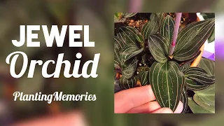 Jewel Orchid | Ludisia discolor Repotting