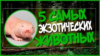 5 САМЫХ ЭКЗОТИЧЕСКИХ ЖИВОТНЫХ - А ТЫ ВСЕХ ЗНАЕШЬ?