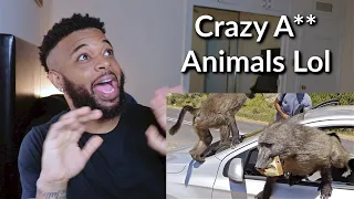 10 Most Aggressive Animals in the World | Reaction