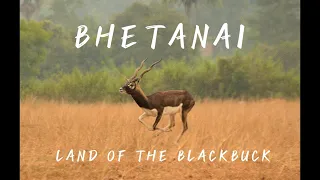 Blackbuck In Odisha | Krishna Mrig Habitat Bhitanai | Travel Guide | Weekend Gateway