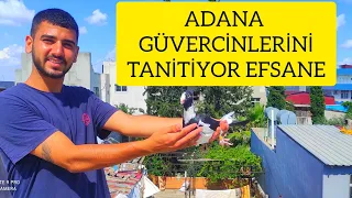 ADANA GÜVERCİN CİNSİNİ TANİTİYOR   ! Yahya Bozkurt