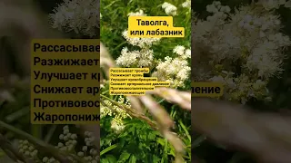 Таволга, или лабазник. Для разжижения крови и улучшения кровообращения #таволга #кровь #лабазник