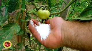 NOW give tomatoes THIS PROTECTION against POTATO BLIGHT !