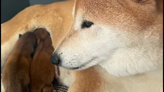 Jippo the Shiba live!