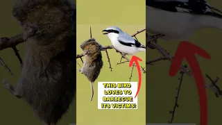 Why Does This Bird Impale Its Prey on Sticks? #shrikes #animalfacts #animalshorts