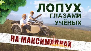 ЛОПУХ | КАК КОПАТЬ И КОГДА ЗАГОТАВЛИВАТЬ КОРЕНЬ ЛОПУХА? | ВИСТЕРРА | Ч. 1