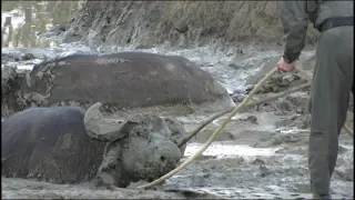 Buffalo Get SAVED by RANGERS and ATTACK vehicles!!!