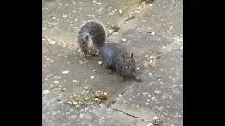 The jumping squirrel