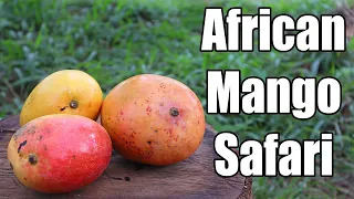 Tasting Interesting Mangoes in Kenya! - Weird Fruit Explorer
