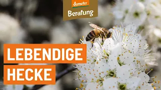 Die Lebendige Hecke | Ein Kulturbiotop