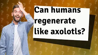 Can humans regenerate like axolotls?