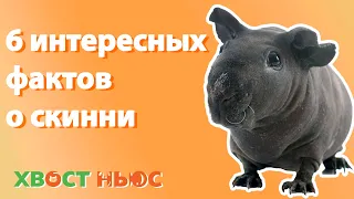 6 интересных фактов о скинни