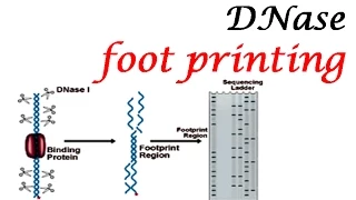 DNase footprinting