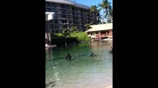 Baby Dolphin Born: Dolphin Quest Hawaii