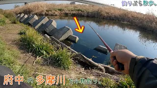 ワラワラと魚群発生！ 冬なのに凄いことに！ ！ 府中の多摩川で小物釣り。