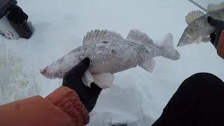 Ловля берша в глухозимье. Берш на тюльку