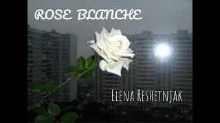 Белая роза. Елена Решетняк (на французском языке)