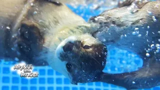 Otter Being Spun Round in the Water [Otter Life Day 867]