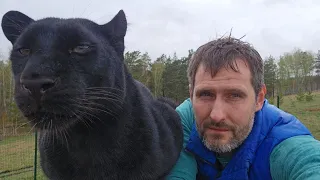 How we wash Luna the panther after the rain ☔️(ENG SUB)