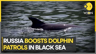 Russia boosts dolphin patrols to protect Crimea naval base | Latest News | WION