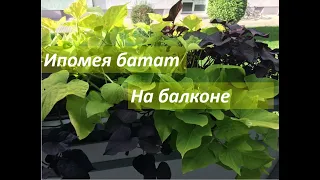 ИПОМЕЯ БАТАТ. СТИЛЬНАЯ КРАСАВИЦА НА БАЛКОНЕ!!!