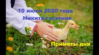 10 июня  День Никиты Гусятника . Полуднецы. Приметы дня