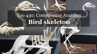 Osteology: Bird skeleton walkthrough (chicken)