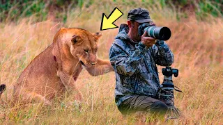 Львица просит помощи у фотографа, и тот с удивлением узнает, почему!