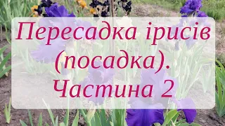 Пересадка ірисів (посадка) після цвітіння: Частина 2