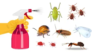 7 DIY Homemade Spray/Pesticides for Your Plants and Household Bugs