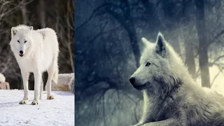 Sonhar com lobo branco esta ligado ao passado