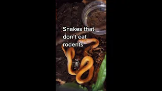 Pet Snakes that Don’t Eat Rodents