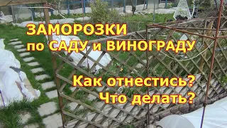 Заморозки по саду и винограду. Как отнестись? Что делать?