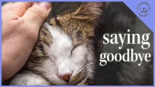 Grieving Your Cat, Dog or Any Other Animal Family Member - Tips, Tools and My Story.