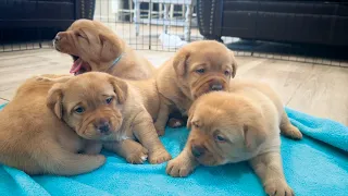 Fox Red Puppies Walk For The First Time!