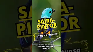 Saíra-pintor (Tangara fastuosa) Seven-colored Tanager #birds #aves #passaros #world #planet #shorts