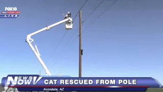 FNN: Cat Avoids Rescuer and Rescues Himself from Top of Pole - MUST WATCH