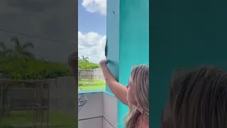 Hand feeding a wild giant Day Gecko