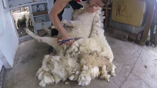 Blade shearing a Stroppy Perendale Ewe