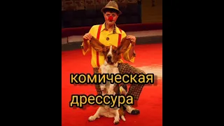 Клоун с собаками Юлик Якубовский/Clown with dogs.Comic animal training.