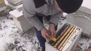 Rescues weak bee colonies from destruction in the winter. BEE IN WINTER