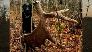 Maine Moose Shed Hunting | Shed Dog is Dialed In |Shed Hunting Tour 2020
