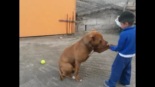 Pitbull mata a un niño lo mata pero de obediencia lo ama AOKY PatrickForLife