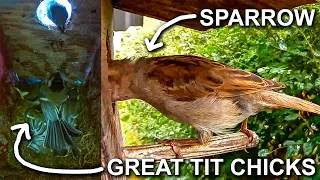Oh no, sparrow visit to the nest box!😲