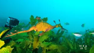 Manly Bommie+Blue Fish Wall, July 2019